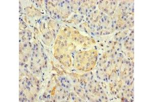 Immunohistochemistry of paraffin-embedded human pancreatic tissue using ABIN7165478 at dilution of 1:100 (FAM234B antibody  (AA 401-622))