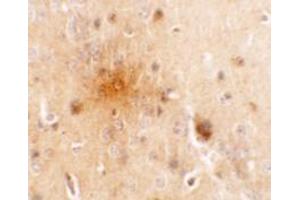 Immunohistochemistry of SEC62 in mouse brain tissue with SEC62 antibody at 5 ug/mL.
