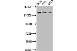 Western Blot Positive WB detected in: Hela whole cell lysate, 293 whole cell lysate, A549 whole cell lysate All lanes: CDON antibody at 3. (CDON antibody  (AA 1095-1211))