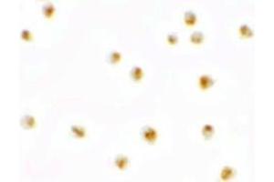 Immunocytochemistry of PIERCE1 in A20 cells with PIERCE1 antibody at 2. (C9ORF116 antibody  (N-Term))