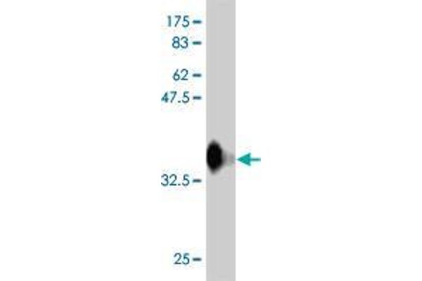 RFWD3 antibody  (AA 651-749)