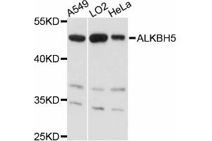 Western blot analysis of extracts of various cell lines, using ALKBH5 antibody (ABIN4902897) at 1:3000 dilution. (ALKBH5 antibody)