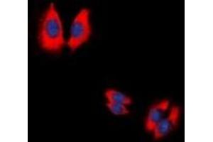 Immunofluorescent analysis of Caspase 9 p35 staining in HeLa cells. (Caspase 9 p35 antibody)