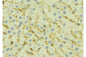ABIN6277303 at 1/100 staining Mouse liver tissue by IHC-P. (ALDH4A1 antibody  (C-Term))