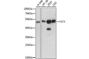 Western blot analysis of extracts of various cell lines, using FUT3 antibody (ABIN6291872) at 1:1000 dilution. (FUT3 antibody)