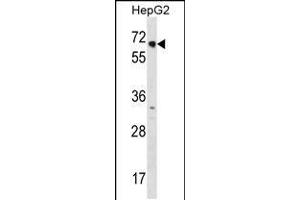 Western blot analysis in HepG2 cell line lysates (35ug/lane). (NR2C1 antibody  (C-Term))