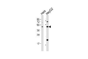 Western Blot at 1:2000 dilution Lane 1: Hela whole cell lysates Lane 2: HepG2 whole cell lysates Lysates/proteins at 20 ug per lane. (E2F2 antibody  (AA 258-286))