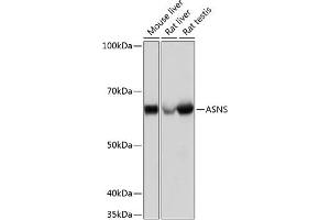 Western blot analysis of extracts of various cell lines, using ASNS Rabbit mAb (ABIN7265692) at 1:1000 dilution. (Asparagine Synthetase antibody)