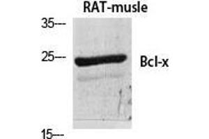 Western Blot (WB) analysis of specific cells using Bcl-x Polyclonal Antibody. (BCL2L1 antibody  (Ser174))