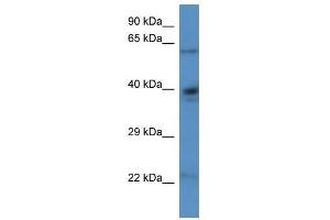 Western Blot showing Aldh4a1 antibody used at a concentration of 1. (ALDH4A1 antibody  (N-Term))