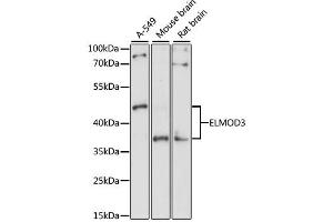 Western blot analysis of extracts of various cell lines, using ELMOD3 antibody. (ELMOD3 antibody)
