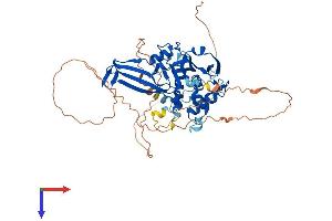 AlphaFold protein structure predicition of Human Recombinant USP17L21 Protein, UniprotID D6R901 (USP17L21 Protein (AA 1-530) (His tag))