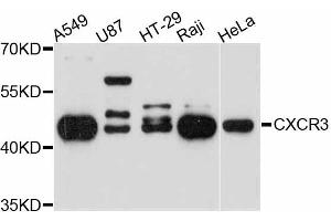 Western blot analysis of extracts of various cell lines, using CXCR3 antibody (ABIN4903412) at 1:3000 dilution. (CXCR3 antibody)