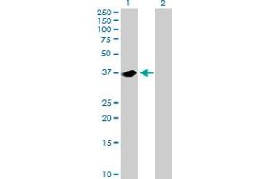 Western Blot analysis of NMI expression in transfected 293T cell line by NMI MaxPab polyclonal antibody. (NMI antibody  (AA 1-307))