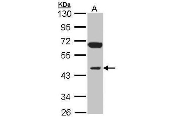 INPP1 antibody