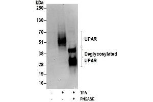 Western Blotting (WB) image for anti-Plasminogen Activator, Urokinase Receptor (PLAUR) (AA 175-225) antibody (ABIN7451035)