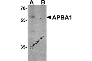 Western Blotting (WB) image for anti-Amyloid beta (A4) Precursor Protein-Binding, Family A, Member 1 (APBA1) (N-Term) antibody (ABIN1031230) (APBA1 antibody  (N-Term))
