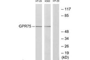 Western blot analysis of extracts from HT-29/K562 cells, using GPR75 Antibody. (GPR75 antibody  (AA 381-430))