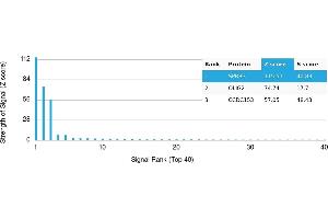 Protein Array (PAr) image for anti-Oligodendrocyte Lineage Transcription Factor 2 (OLIG2) antibody (ABIN7456034) (OLIG2 antibody)