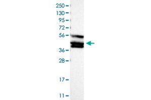 Western Blot (Cell lysate) analysis of human cell line RT-4 with TANK polyclonal antibody .