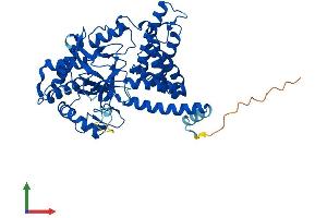 AlphaFold protein structure predicition of Mouse Recombinant Smyd1 Protein, UniprotID P97443 (SMYD1 Protein (AA 1-490) (His tag))