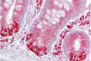 Immunohistochemistry with Small intestine tissue at an antibody concentration of 5µg/ml using anti-PDIA6 antibody (ARP52103_P050) (PDIA6 antibody  (Middle Region))