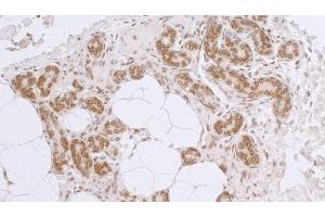 Immunohistochemistry (IHC) image for anti-LAP2 beta gamma/tmpo (AA 404-454) antibody (ABIN7453457) (LAP2 beta gamma/tmpo (AA 404-454) antibody)