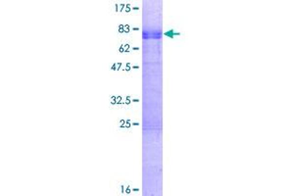 GATA3 Protein (AA 1-444) (GST tag)