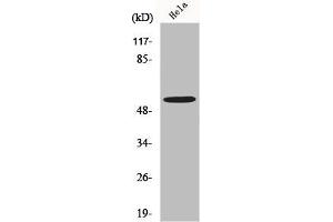 Western Blot analysis of K562 cells using MLKL Polyclonal Antibody (MLKL antibody  (N-Term))