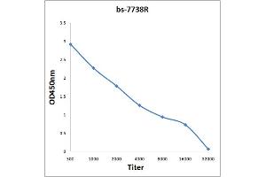 Antigen: 0. (Anillin antibody  (AA 501-600))