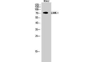 Western Blot (WB) analysis of K562 cells using LIMK-1 Polyclonal Antibody. (LIM Domain Kinase 1 antibody  (Internal Region))