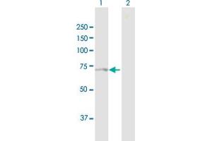 NPLOC4 antibody  (AA 1-608)