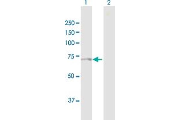 NPLOC4 antibody  (AA 1-608)