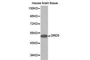 Western Blotting (WB) image for anti-Dopamine Receptor D5 (DRD5) antibody (ABIN1872361) (DRD5 antibody)