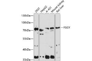 Western blot analysis of extracts of various cell lines, using FGGY antibody (ABIN7267174) at 1:1000 dilution. (FGGY antibody  (AA 1-250))