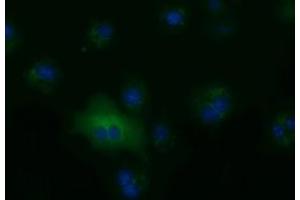 Anti-ALDH1L1 mouse monoclonal antibody (ABIN2452747) immunofluorescent staining of COS7 cells transiently transfected by pCMV6-ENTRY ALDH1L1 (RC213720). (ALDH1L1 antibody)