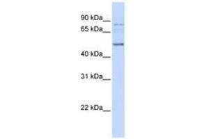 Image no. 1 for anti-Amyotrophic Lateral Sclerosis 2 (Juvenile) Chromosome Region, Candidate 12 (ALS2CR12) (AA 36-85) antibody (ABIN6741155) (ALS2CR12 antibody  (AA 36-85))