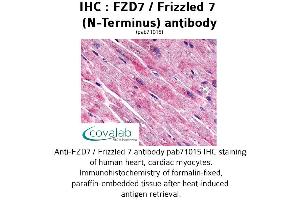 Image no. 1 for anti-Frizzled Family Receptor 7 (FZD7) (Extracellular Domain), (N-Term) antibody (ABIN1734508) (FZD7 antibody  (Extracellular Domain, N-Term))