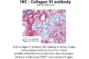 Image no. 2 for anti-Collagen, Type VI (COL6) antibody (ABIN1733229)