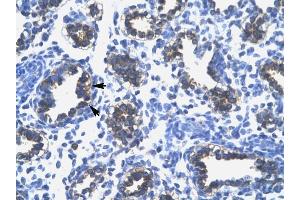 RPS16 antibody was used for immunohistochemistry at a concentration of 4-8 ug/ml to stain Alveolar cells (arrows) in Human Lung. (RPS16 antibody  (N-Term))