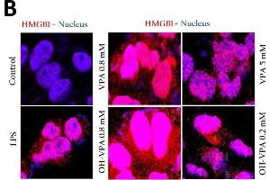 Immunofluorescence (Cultured Cells) (IF (cc)) image for anti-High Mobility Group Box 1 (HMGB1) antibody (ABIN2854997)