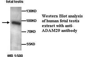 Image no. 1 for anti-ADAM Metallopeptidase Domain 29 (ADAM29) antibody (ABIN1574463)