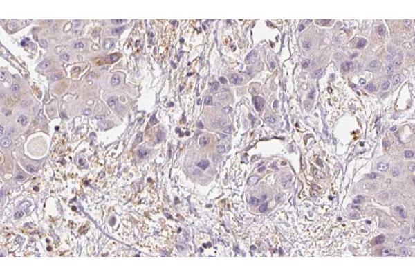 MRGPRD antibody  (C-Term)