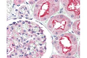 Anti-ATG7 antibody IHC of human kidney.