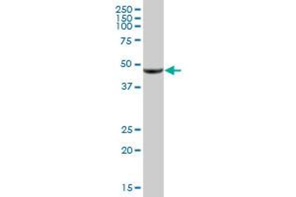 OXER1 antibody  (AA 1-423)