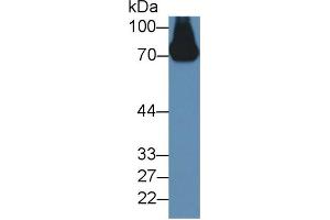 Western Blot; Sample: Mouse Serum; ;Primary Ab: 2µg/ml Rabbit Anti-Mouse a2PI Antibody;Second Ab: 0. (a2PI (AA 348-491) antibody)