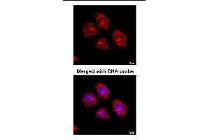 Immunofluorescence analysis of paraformaldehyde-fixed HeLaS3, using Flotillin-2 antibody at 1:100 dilution. (Flotillin 2 antibody)