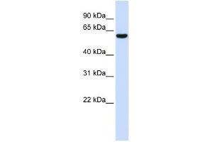 NRG1 antibody used at 1 ug/ml to detect target protein. (Neuregulin 1 antibody  (N-Term))