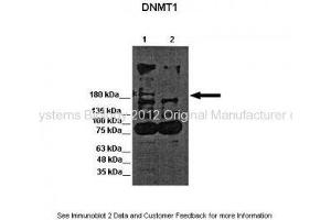 Researcher:Austin J. (DNMT1 antibody  (N-Term))
