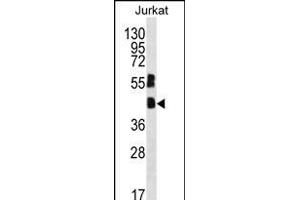 FB Antibody (C-term) (ABIN656167 and ABIN2845497) western blot analysis in Jurkat cell line lysates (35 μg/lane). (MAFB antibody  (C-Term))